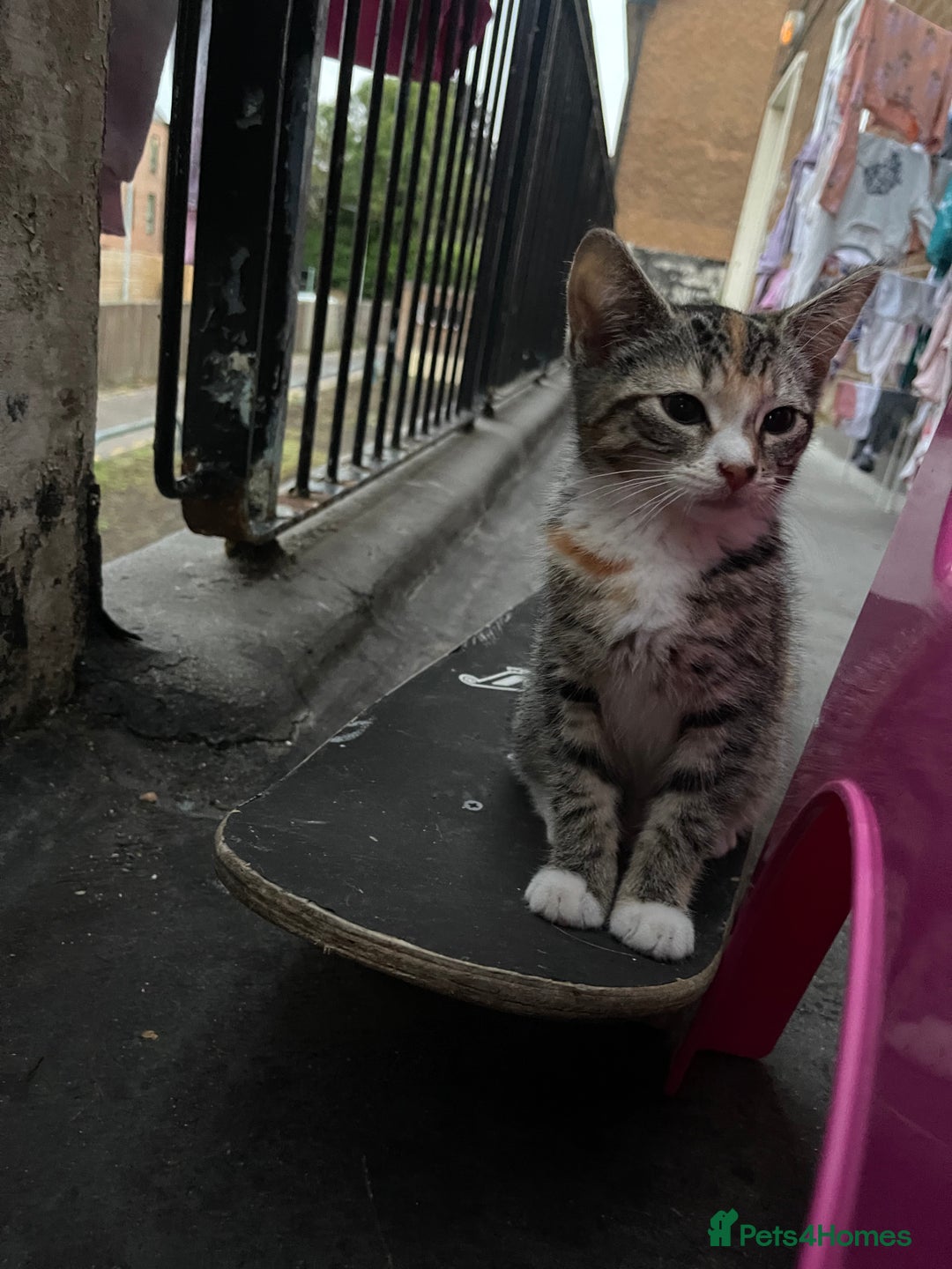 Mixed Breed cats for sale: FEMALE KITTEN - microchipped, flea&worm treated!  - Image 14