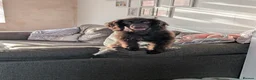 Cocker Spaniel dogs for sale: Female - 9 month old Cocker Spaniel  - Advert 5