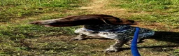 German Shorthaired Pointer dogs for sale: German short haired pointer 7 months old bitch - Advert 2