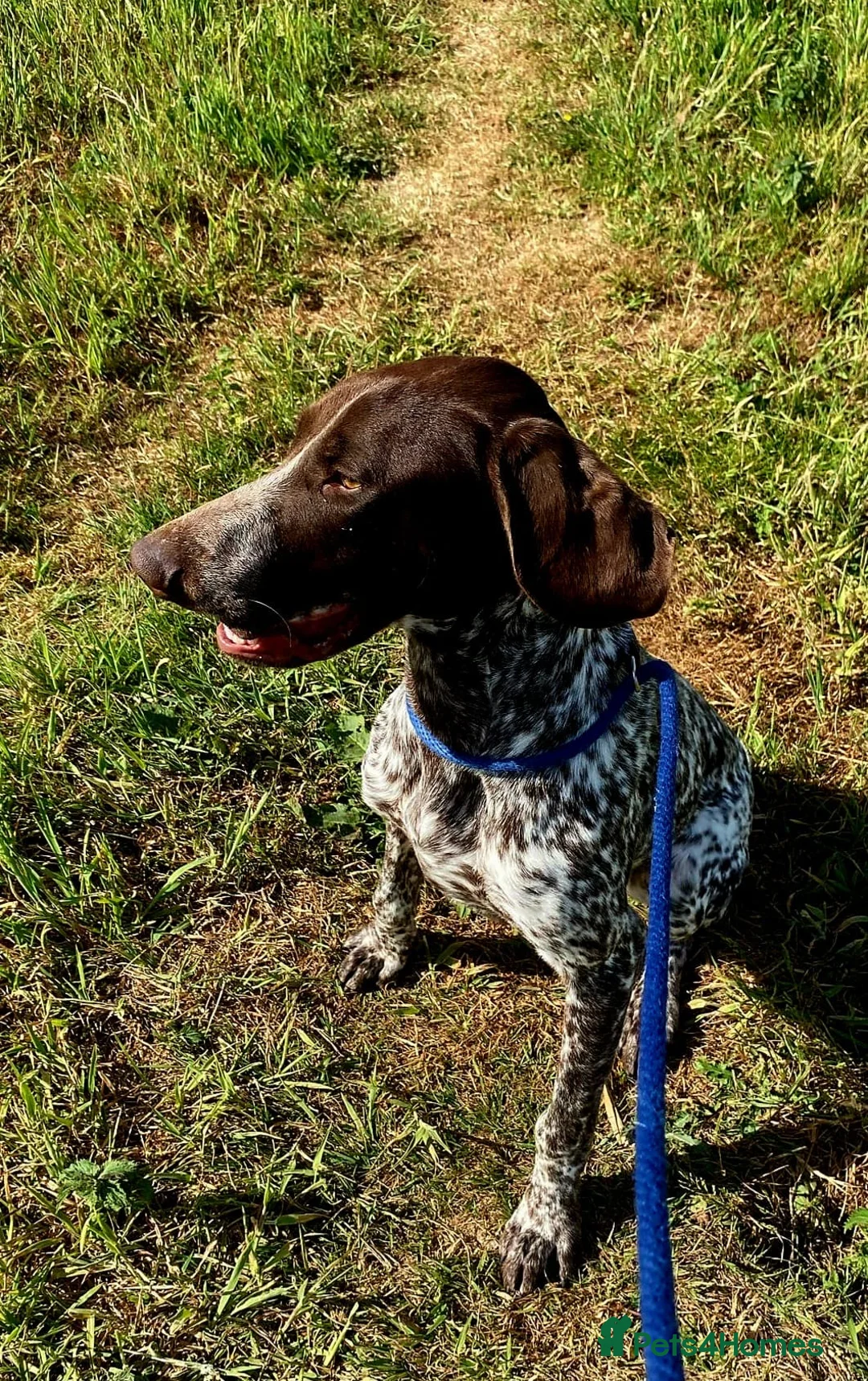German Shorthaired Pointer dogs for sale: German short haired pointer 7 months old bitch - Advert 2