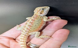 Bearded Dragon reptiles for sale: Baby Bearded Dragons ready now.  - Image 17