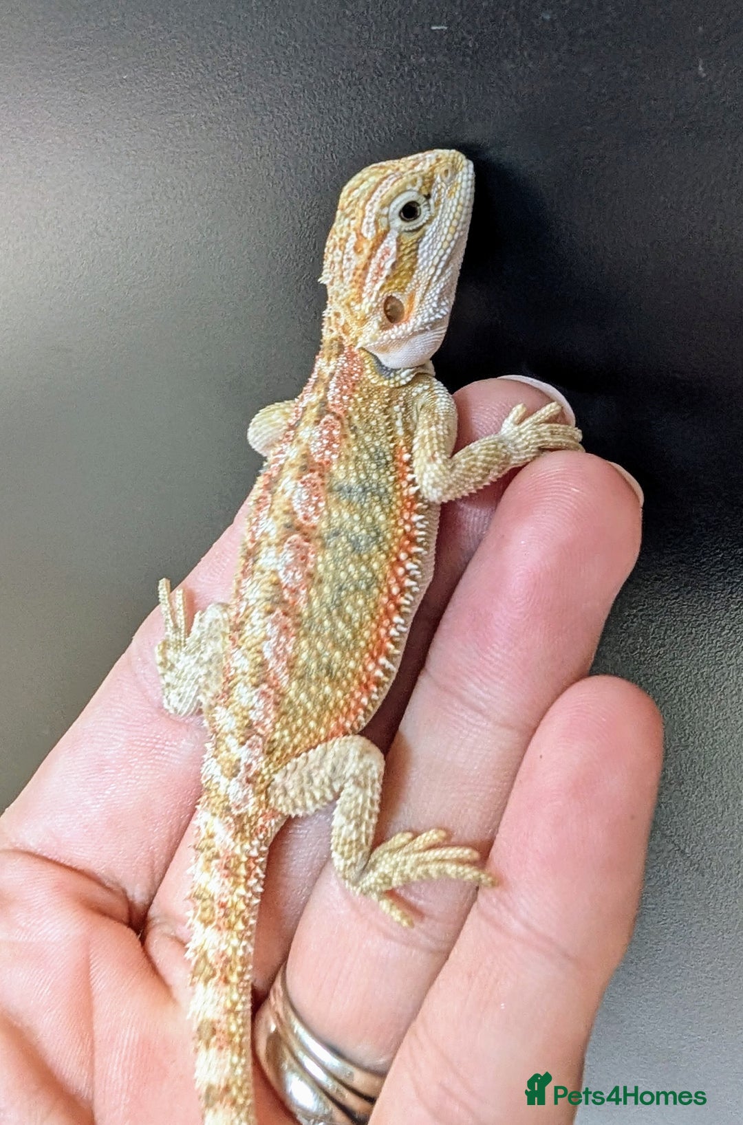 Bearded Dragon reptiles for sale: Baby Bearded Dragons ready now.  - Image 17