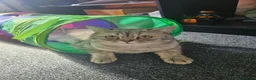 British Shorthair cats for sale: Stunning British Short Hair in Wolverhampton - Advert 4