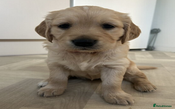 Golden Retriever dogs for sale: Golden Retriever Puppies 5 Generation Pedigree.. - Image 3