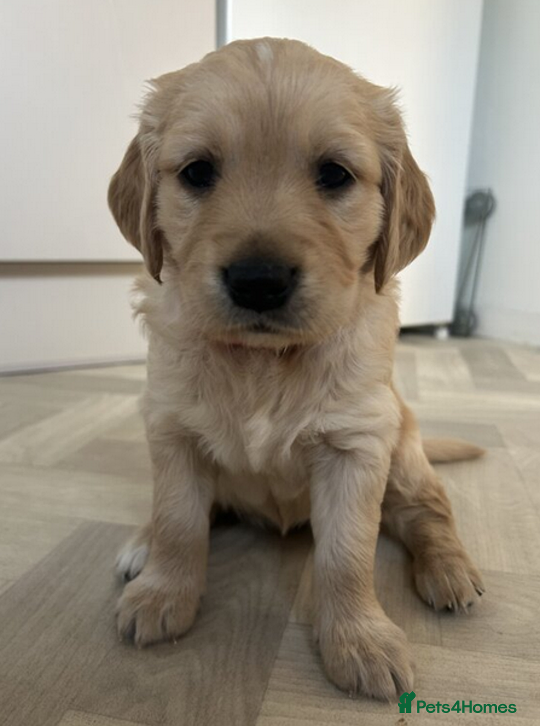 Golden Retriever dogs for sale: Golden Retriever Puppies 5 Generation Pedigree.. - Image 3