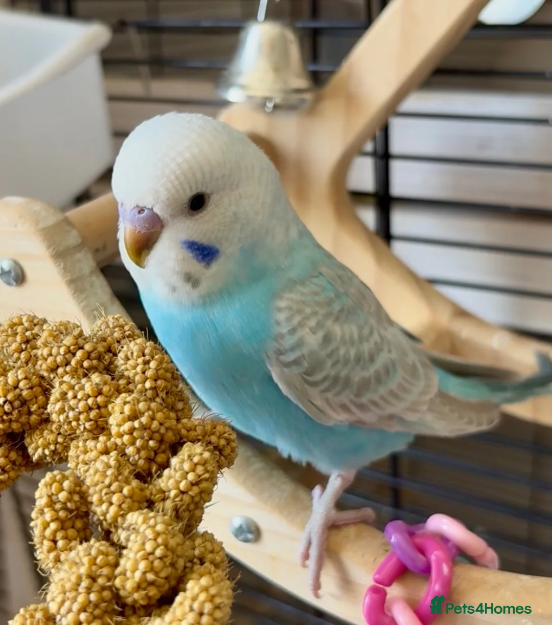 Budgerigars birds for sale: Beautiful baby Greywing budgies - Advert 6