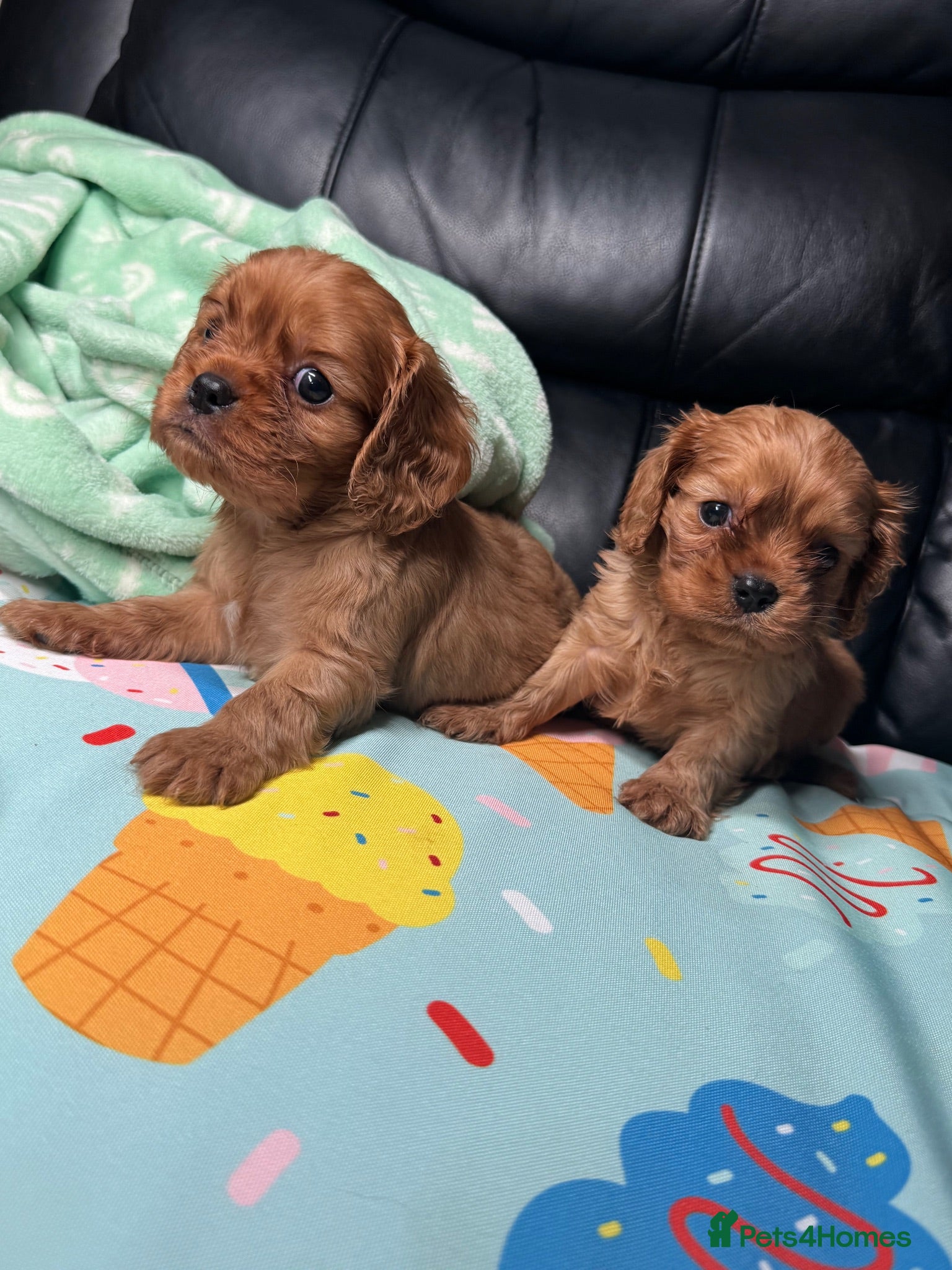 Cavalier King Charles Spaniel dogs Ruby Boys KC King Charles Cavalier Health Tested  - Advert 1