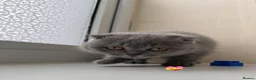 Scottish Fold cats for sale: Lovely Scottish fold/straight Kittens  - Advert 10