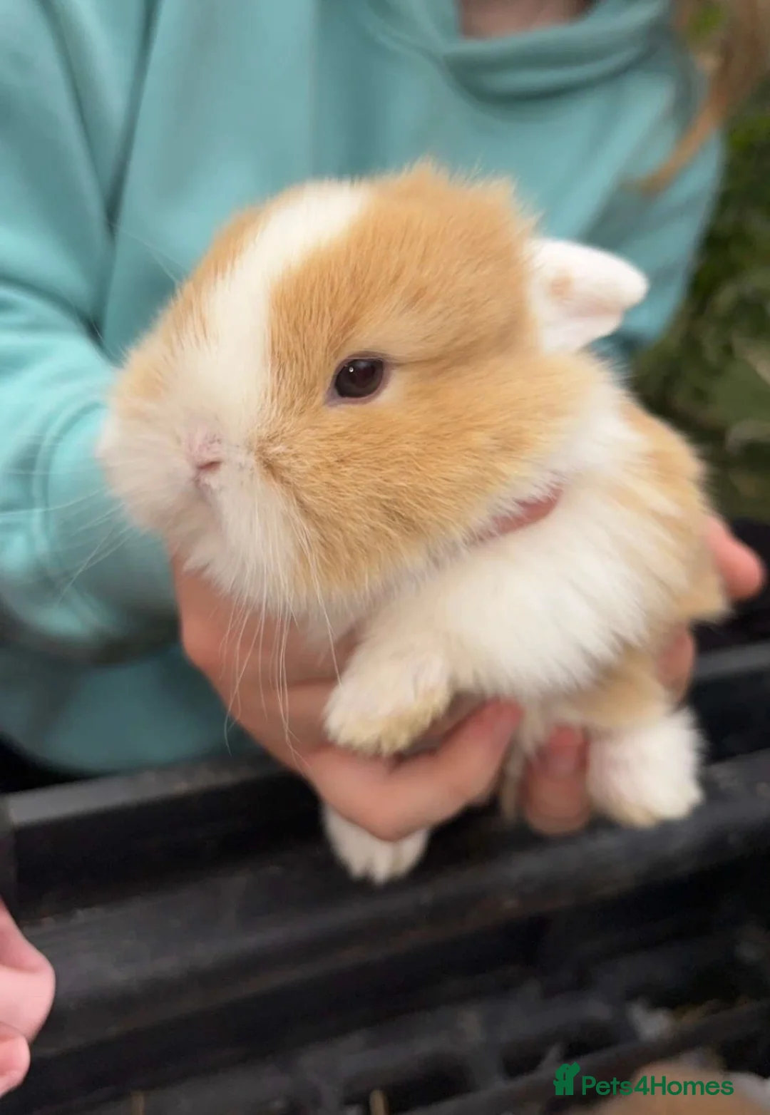 Mini Lop rabbits for sale: Beautiful plush lops  - Advert 2