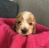Cocker Spaniel dogs Stunning KC Pedigree Show type Cocker Spaniels - Advert 1