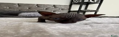 Sphynx Kitten 3