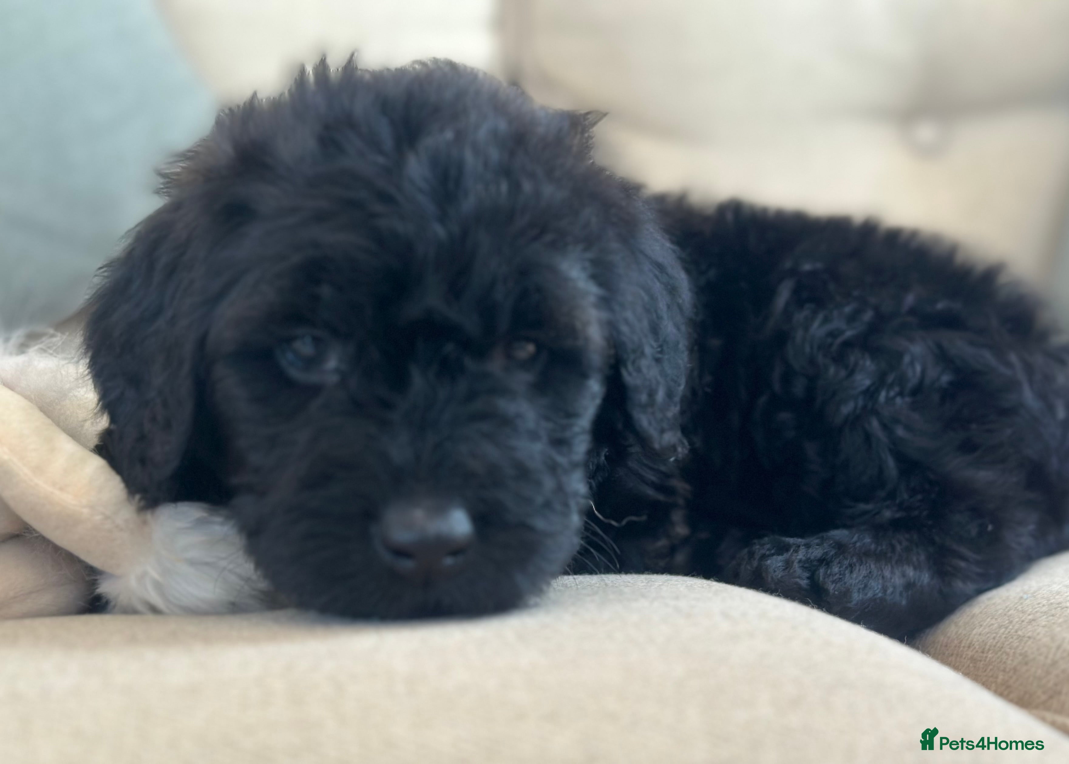 Mixed Breed dogs F1B STANDARD STBERNADOODLE LAST GIRL  1000 - Advert 1