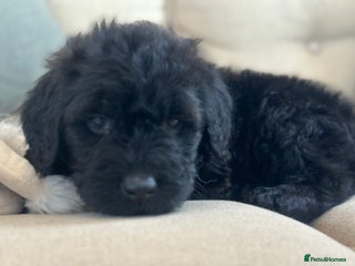 Mixed Breed dogs F1B STANDARD STBERNADOODLE LAST GIRL 1000 - Advert 1