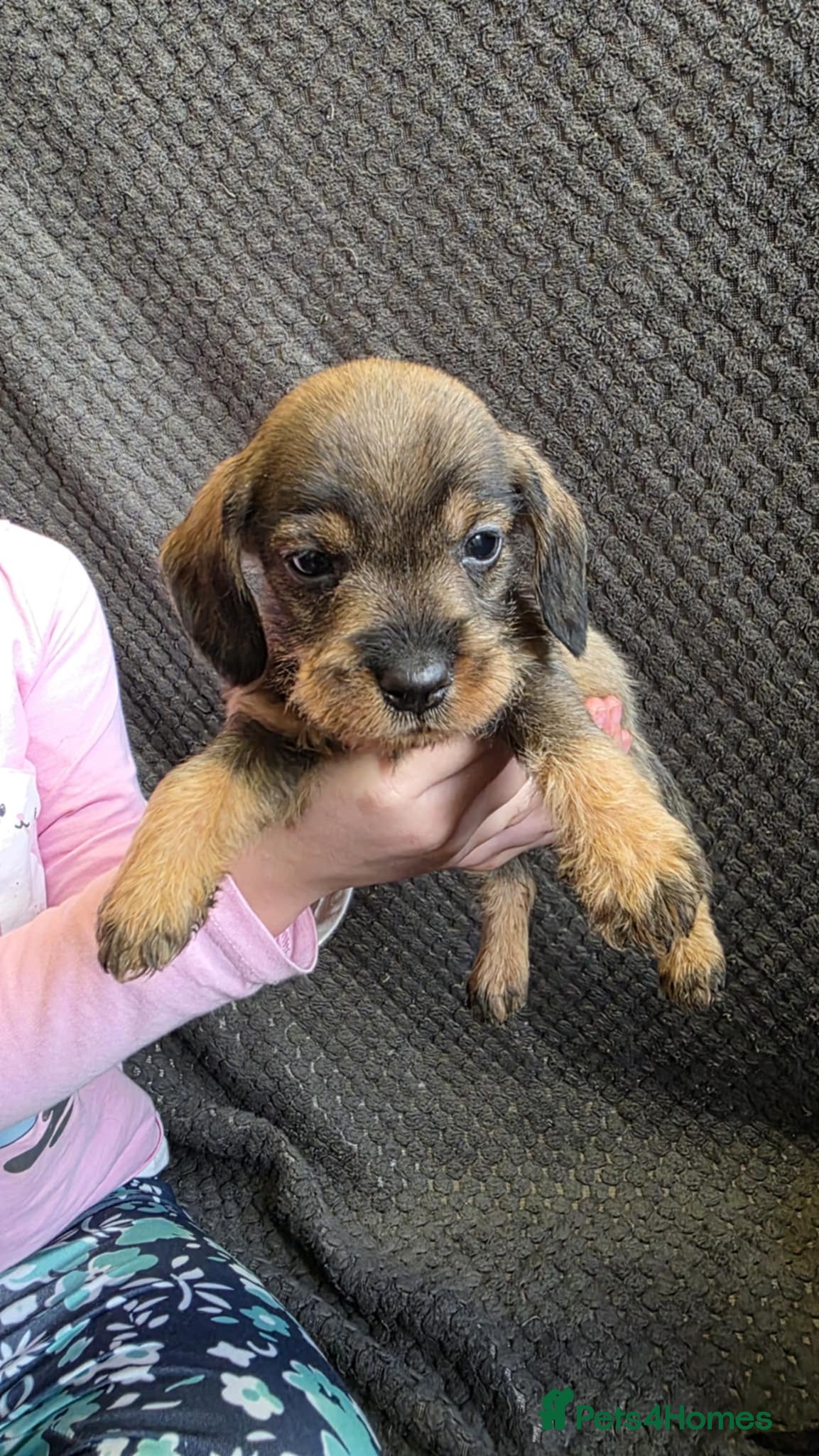 Dachshund dogs Dachshund wire haired (teckel pups) ✨ - Advert 11