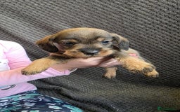 Dachshund dogs for sale: Dachshund wire haired (teckel pups) ✨ - Image 2