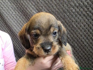 Dachshund dogs Dachshund wire haired (teckel pups) ✨ - Advert 6