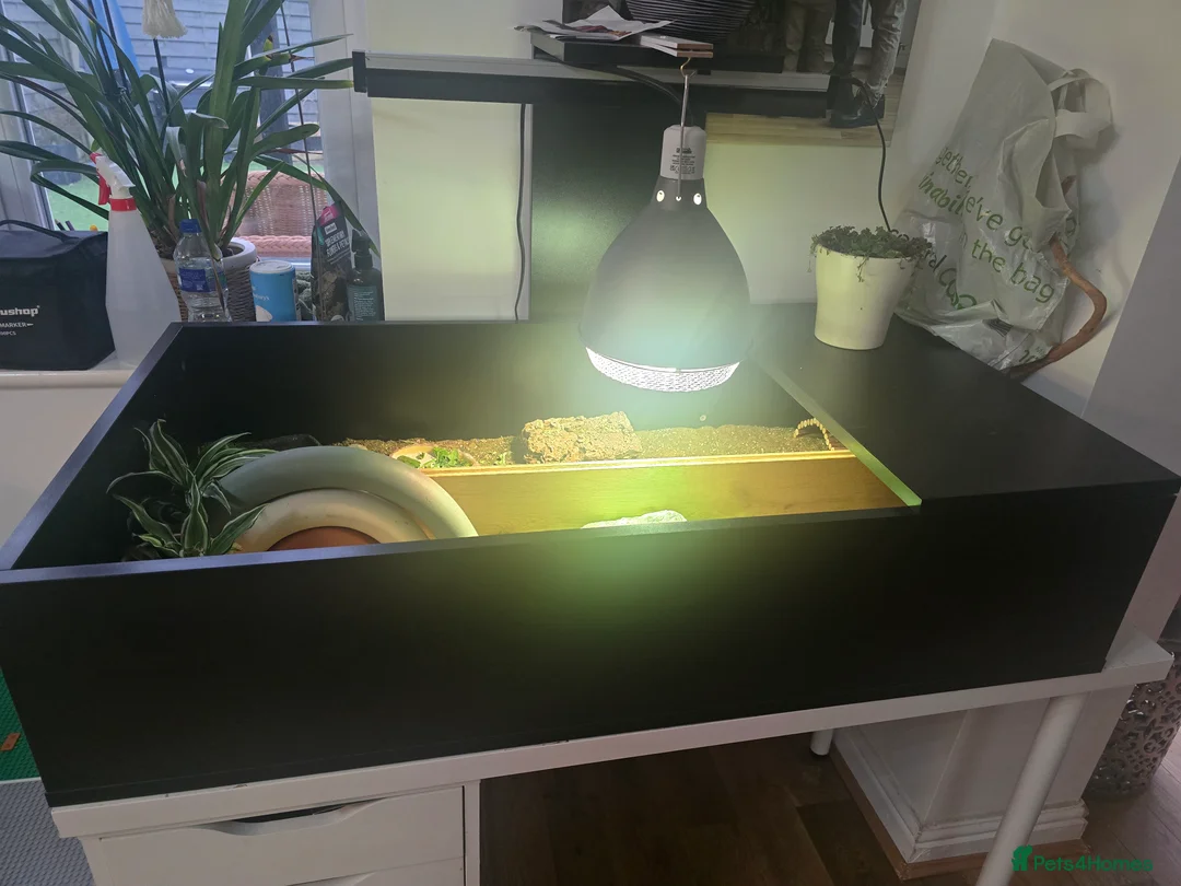 Tortoise reptiles for sale: 2 Tortoises & Full Enclosure Setup for Sale in Burntwood - Advert 4