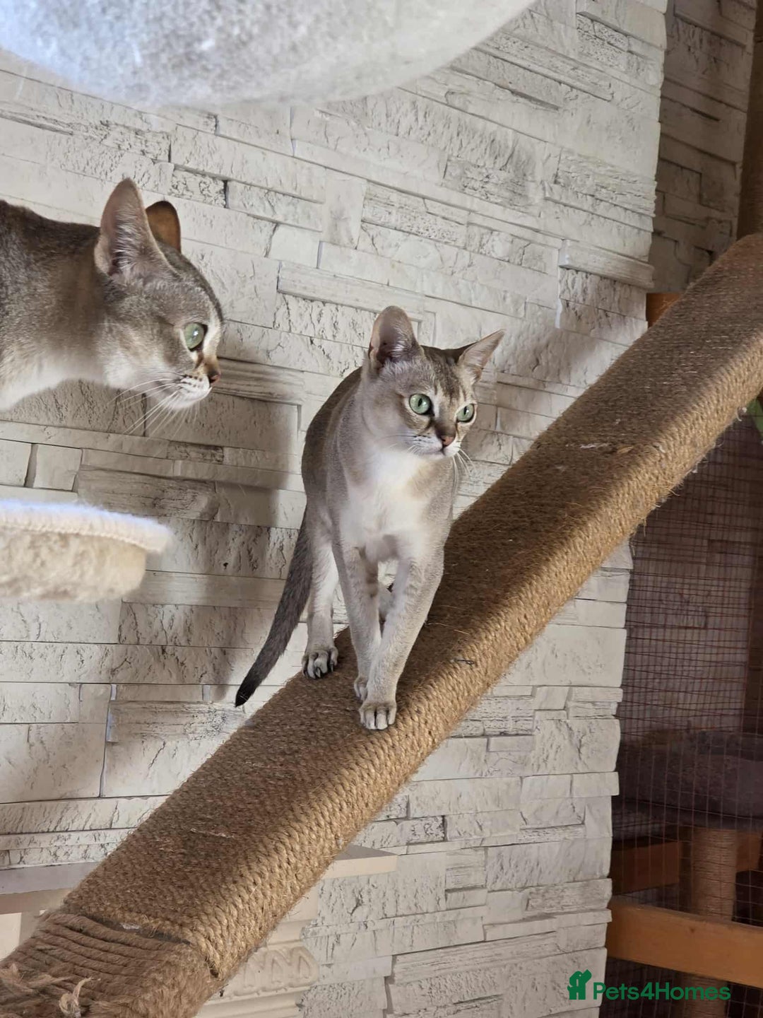 Singapura cats for sale: Stunning Singapura kittens  - Image 23