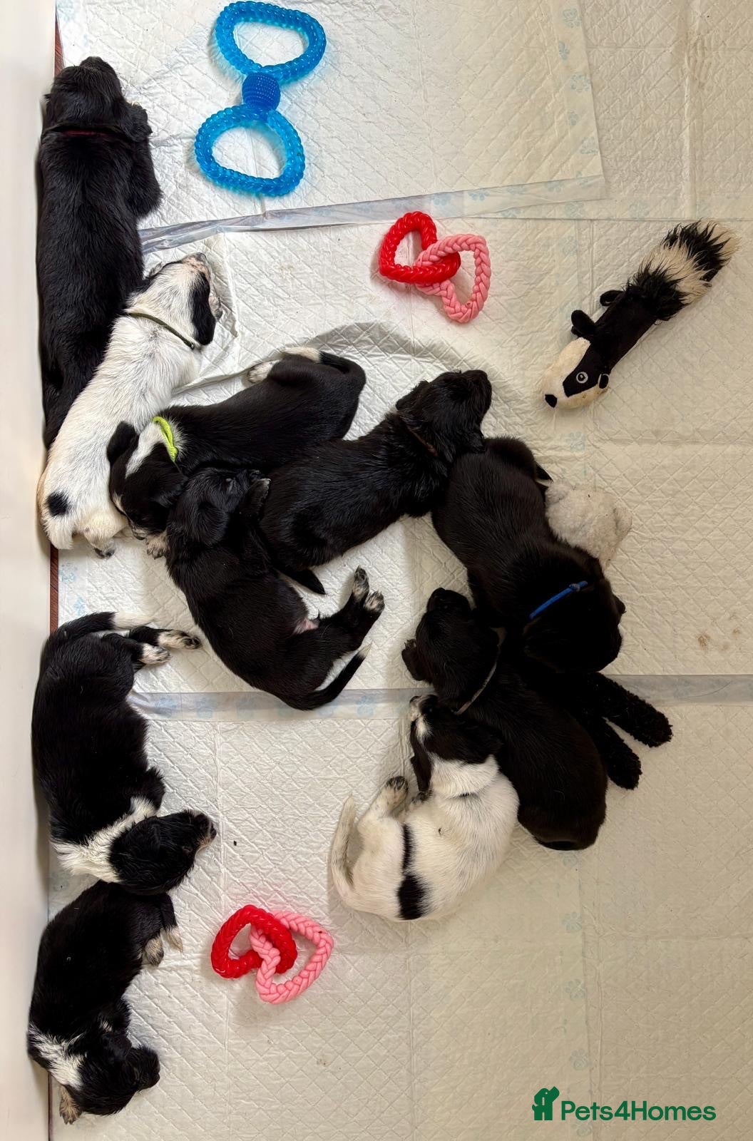 Mixed Breed dogs 🐾🐶10 stunning Cocker collies🐶🐾 - Advert 2