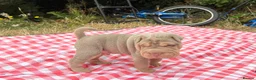 Shar Pei dogs for sale: QUALITY RARE lilac tan  puppy shar pei for sale  - Advert 24