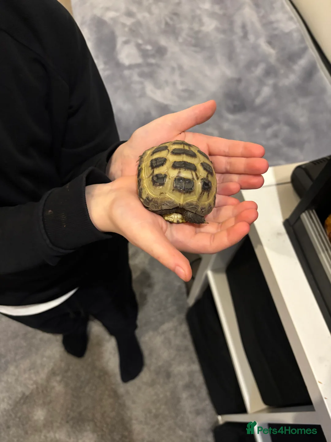 Tortoise reptiles for sale: Tortoise  in Kirkcaldy - Advert 2