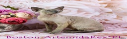 Devon Rex cats for stud: Stunning white boy with blue eyes for stud in Whitchurch - Advert 14