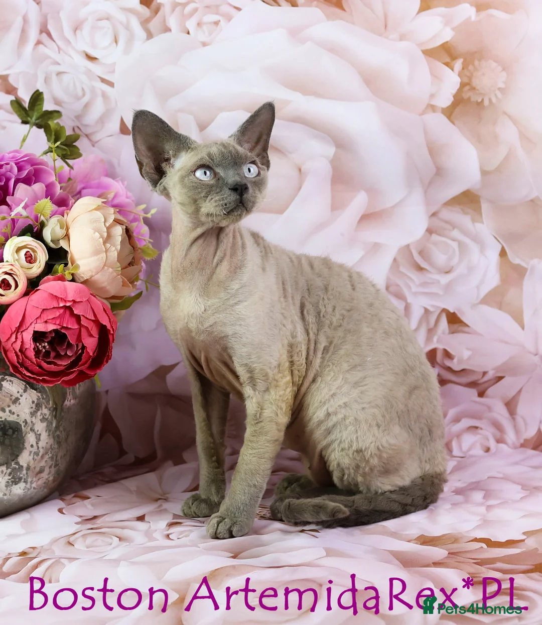 Devon Rex cats for stud: Stunning white boy with blue eyes for stud in Whitchurch - Advert 14