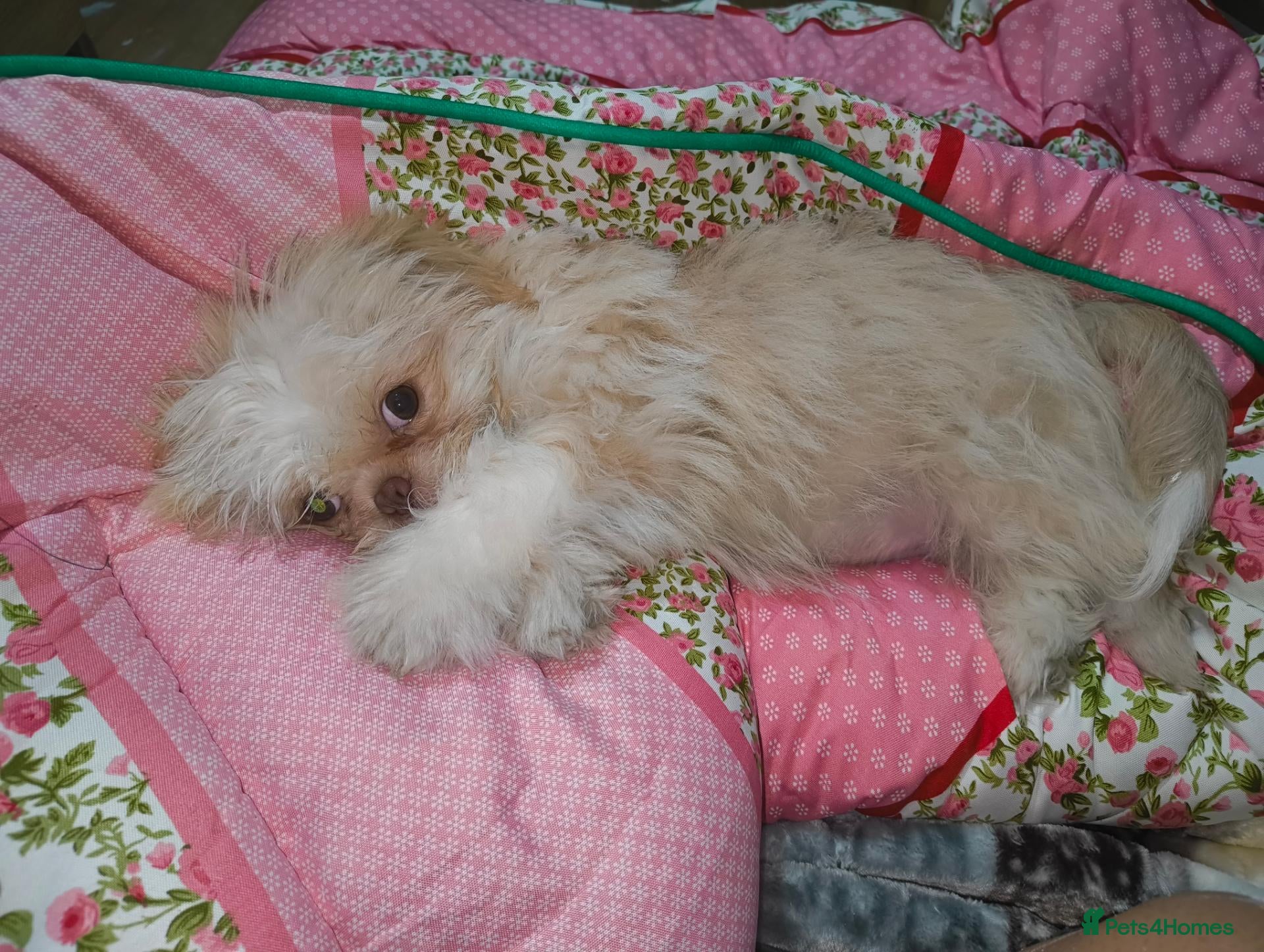 Shih Tzu dogs 4 months shih tzu baby - Advert 3