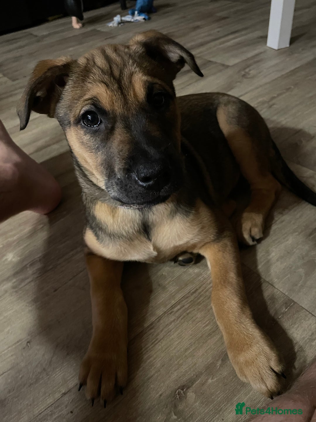 Mixed Breed dogs for sale: Beautiful bullmastiff x German shepherd pup girl - Advert 5