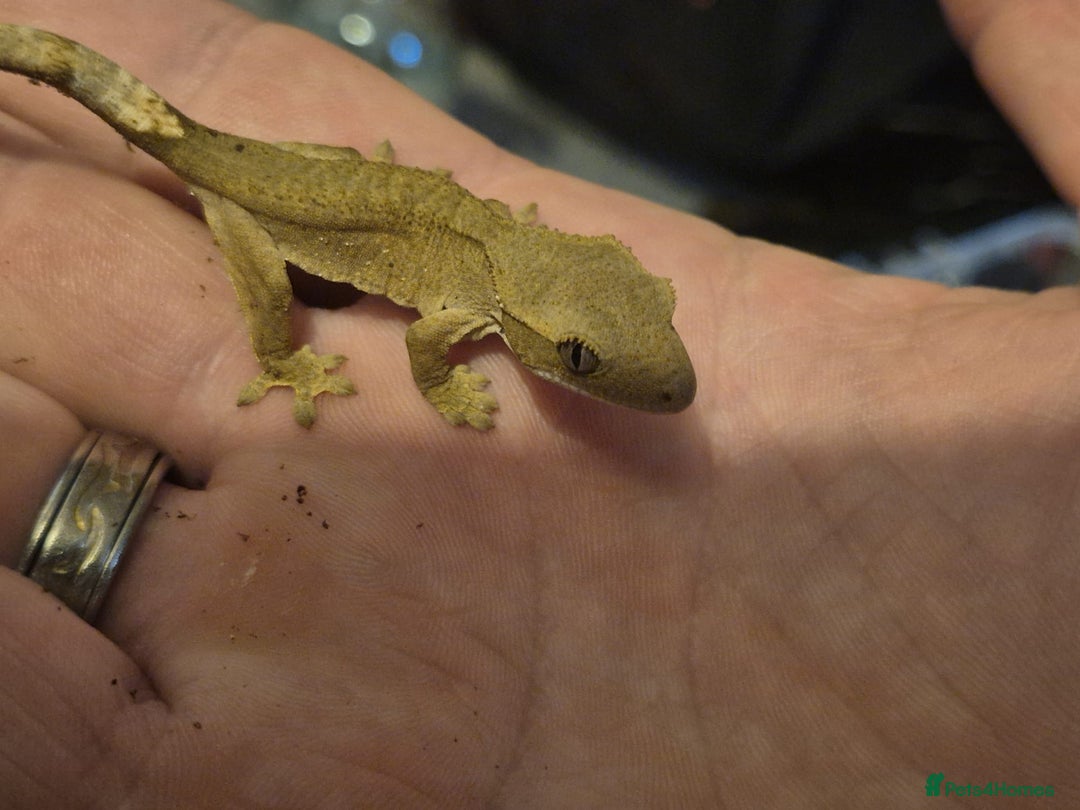Gecko reptiles for sale: Crested Gecko Babies - Image 2