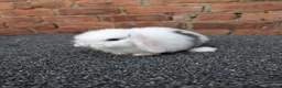 Mini Lop rabbits for sale: Mini lop babies and adults  - Advert 4
