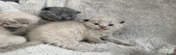 British Shorthair cats for sale: Little teddy bears - Advert 8