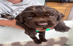 Sprocker dogs for sale: Chocolate sprocker spaniel puppies  - Image 6