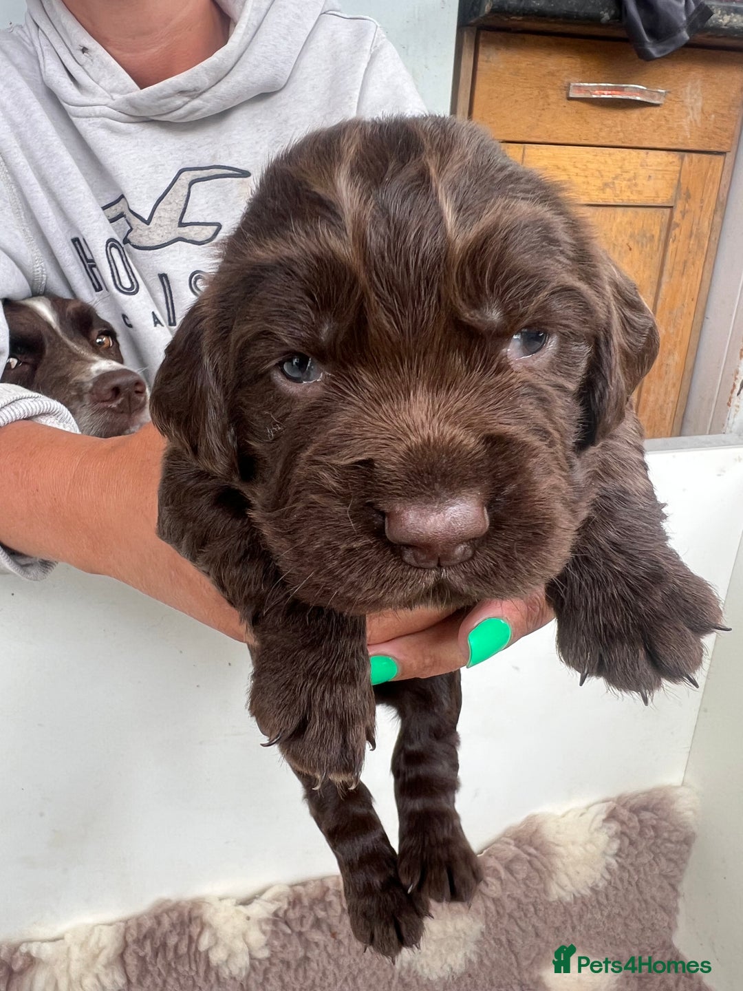 Sprocker dogs for sale: Chocolate sprocker spaniel puppies  - Image 6
