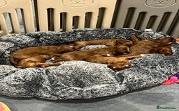Cavapoo dogs for sale: Merlesque ⭐️⭐️⭐️⭐️⭐️F1 Cavapoos 200 DNA - Image 31