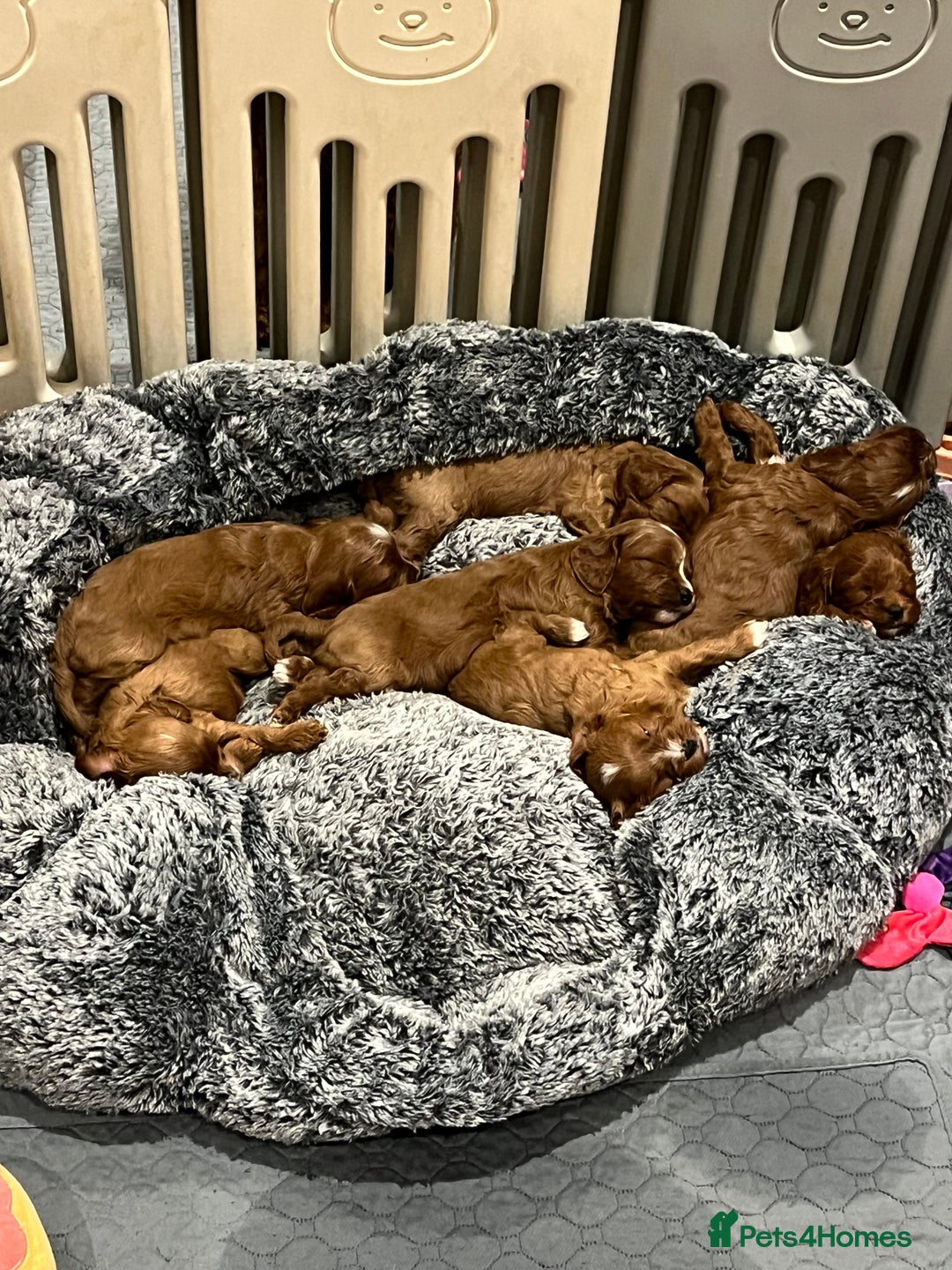Cavapoo dogs for sale: Merlesque ⭐️⭐️⭐️⭐️⭐️F1 Cavapoos 200 DNA - Image 31