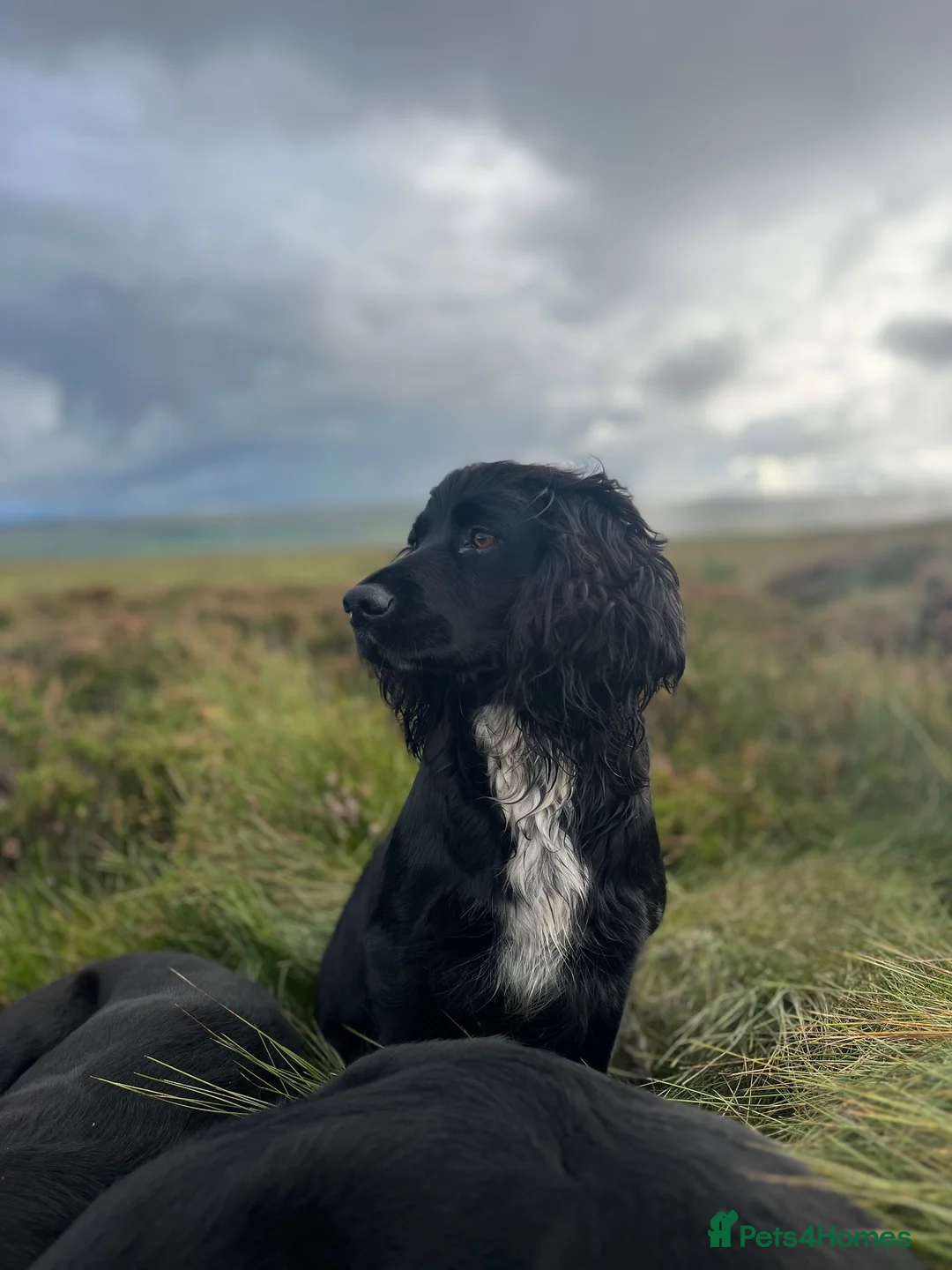 Cocker Spaniel dogs for sale: Gorgeous working bred dog pup - Advert 4