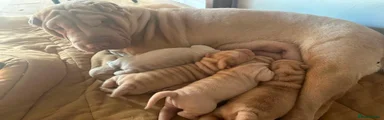 Shar Pei 4