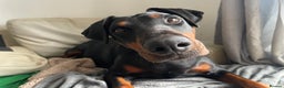 Mixed Breed dogs for sale: Doberman pups  - Advert 16