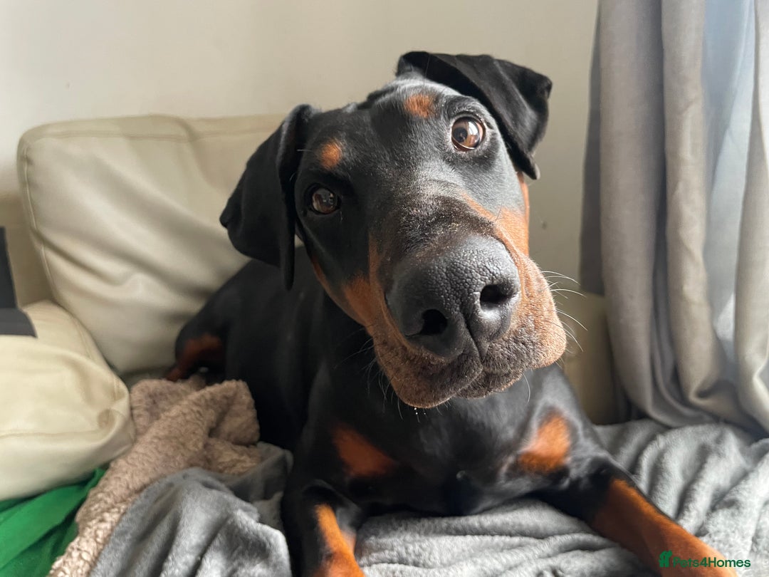 Mixed Breed dogs for sale: Doberman pups  - Advert 16