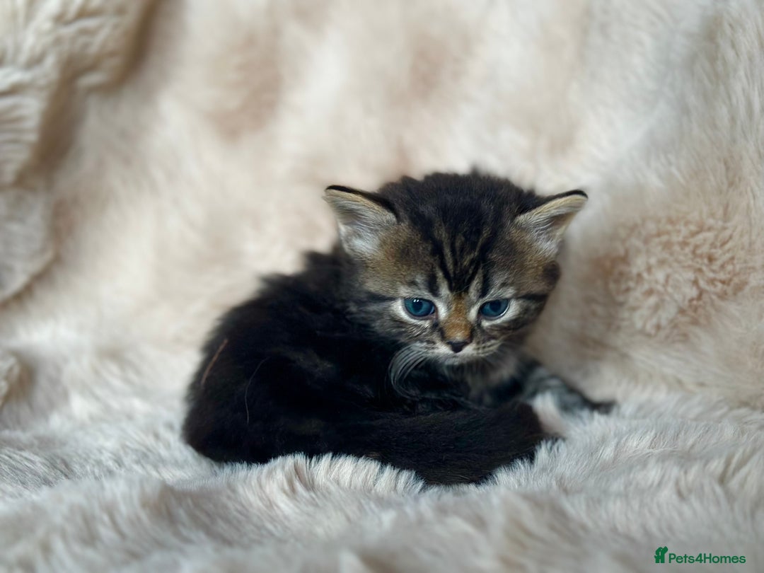Persian cats for sale: 🐾 Beautiful Himalayan Persian Kittens 🐾 - Image 16