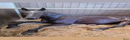 Irish Sports horses for sale: Sports horse in Middlewich - Advert 3