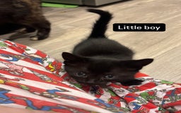 British Shorthair cats for sale: Beautiful kittens READY TO LEAVE SUNDAY - Image 5