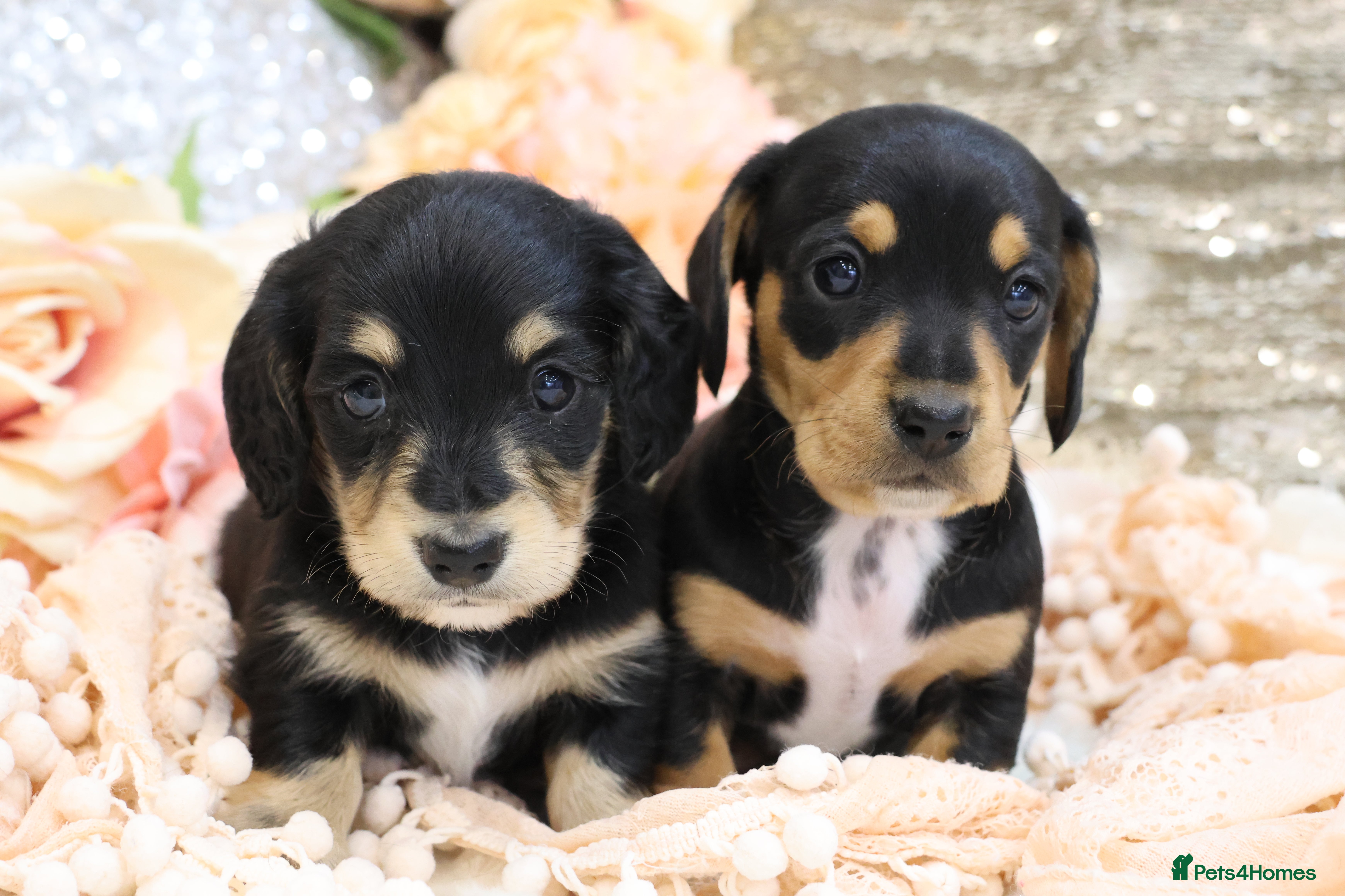 Miniature Dachshund dogs KC Miniature Dachshunds - Advert 1