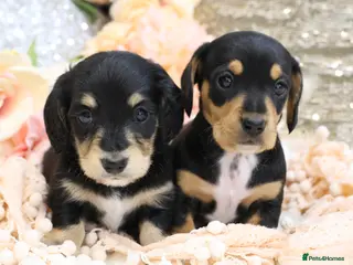 Miniature Dachshund dogs KC Miniature Dachshunds - Advert 1