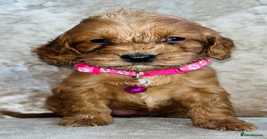 Cockapoo dogs Miniature red toy cockapoos - Advert 4