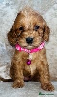 Cockapoo dogs Miniature red toy cockapoos - Advert 4