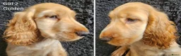 Cocker Spaniel dogs for sale: Pure Bred Show Cockers - KC Reg, Health Checked - Advert 5