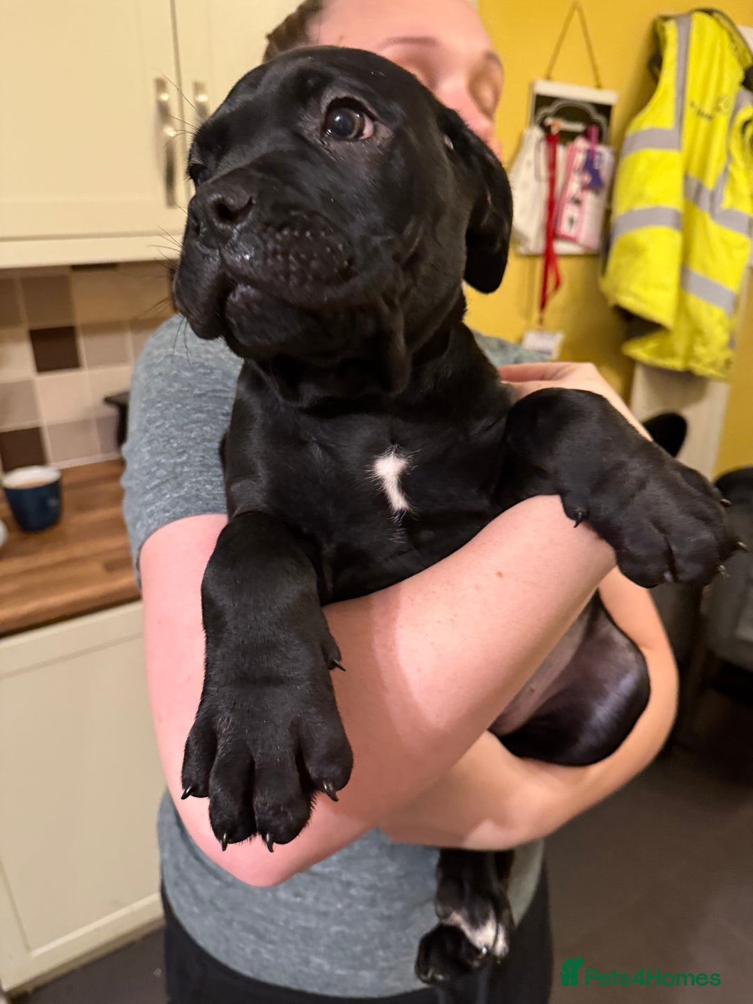 Cane Corso dogs for sale: Cane Corso puppies - Advert 10