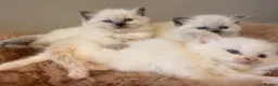 Ragdoll cats for sale: Beautiful ragdoll babies! 😻😻😻 - Advert 7
